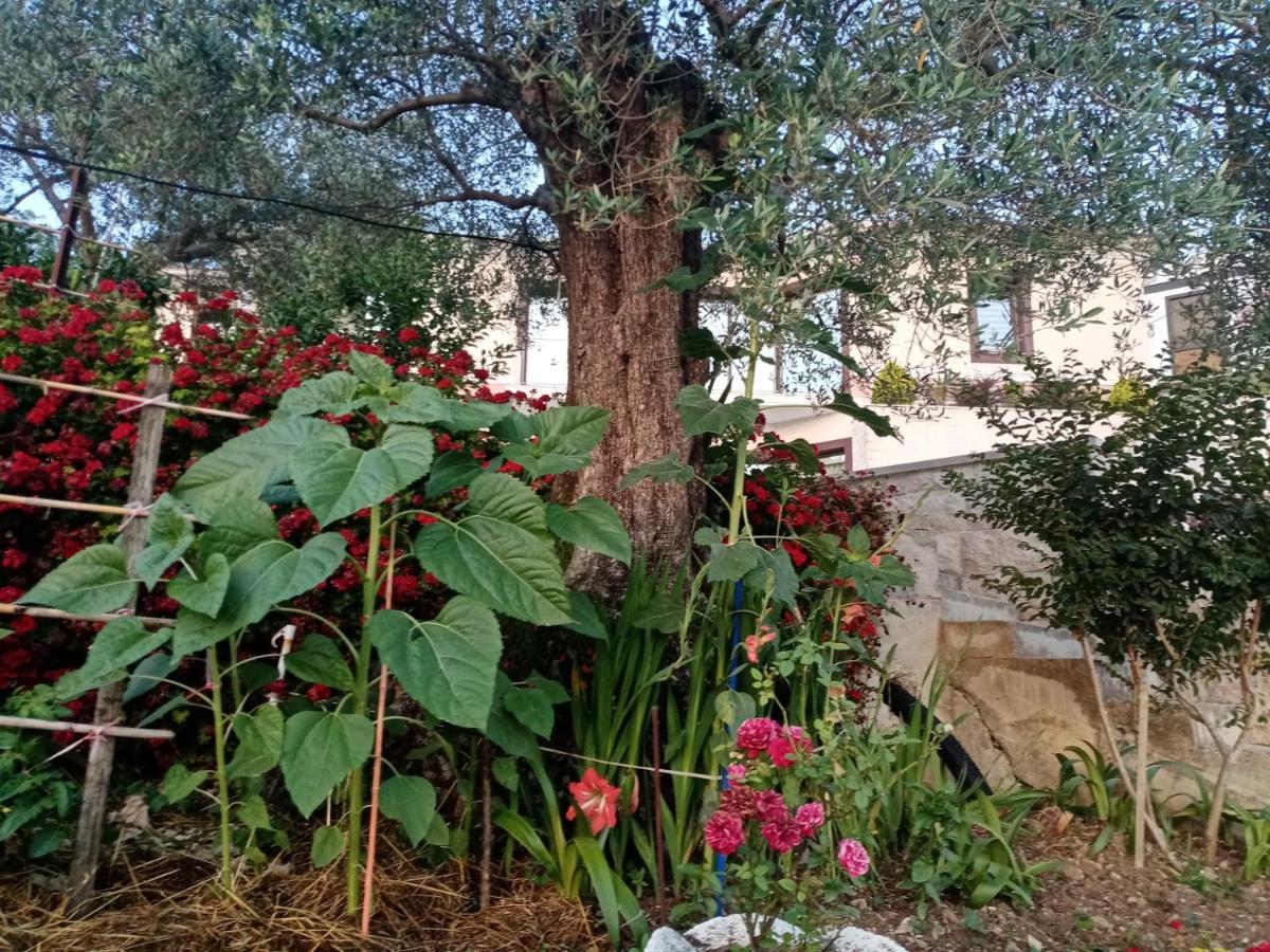 Apartmani Bosco Tivat Exterior photo